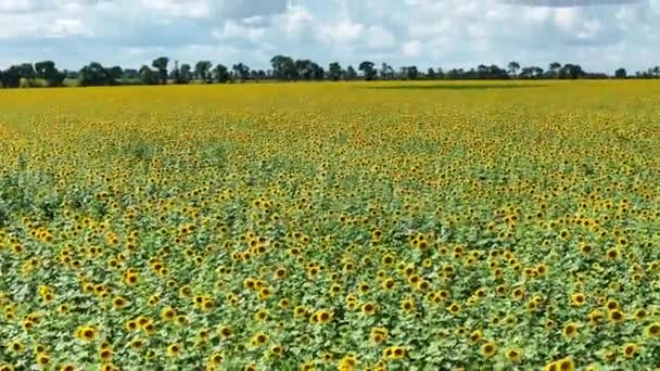 Harvest Sunflowers Ukraine Flight Field Cloudy Day High Quality Footage — Stok video