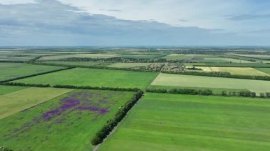 Fields of lavender and the future harvest in the territory of the Kherson region temporarily occupied by Russia