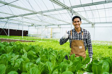 Mutlu Asyalı Girişimci, organik sebze çiftliğini kalite ve haşere kontrolü için kapalı serayla sunmaktan gurur duyar. Sürdürülebilir işgal kavramını, sürdürülebilir tarım işini.