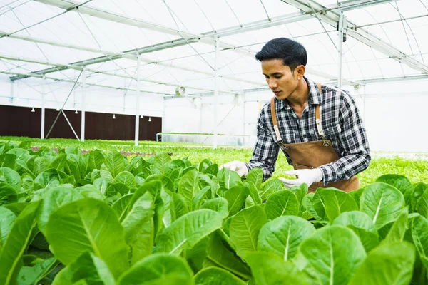 Happy Asian Entrepreneur farmer working in green organic vegetables farm with indoor greenhouse. Concept sustainable food produce occupation , Modern and health agriculture business.