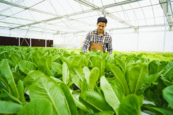 Happy Asian Entrepreneur farmer working in green organic vegetables farm with indoor greenhouse. Concept sustainable food produce occupation , Modern and health agriculture business.