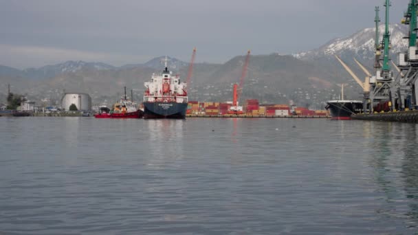 Batumi Georgia April 2022 Dolphins Swim Plastic Port Background Lpg — Vídeo de Stock