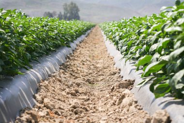 Tarladaki bitkilerin üzerinde sıralar