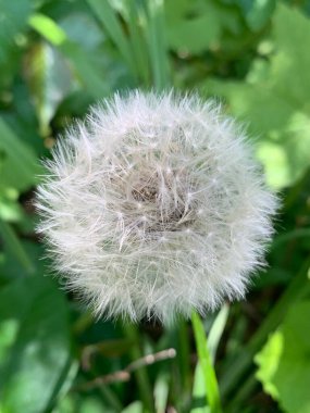 Karahindiba bittikten sonra çiçek açar.