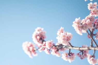 kiraz çiçeği ve açık mavi gökyüzü.