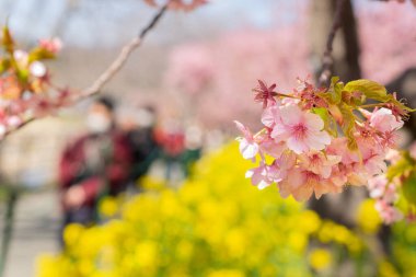 Kawazu kiraz çiçekleri tam çiçeklenir ve insanlar maske takarak kiraz çiçeklerinin tadını çıkarırlar..