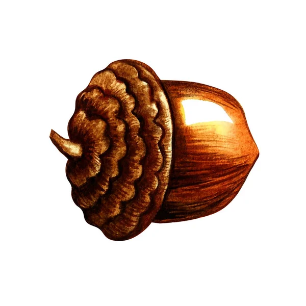 meşe palamudu sanat suluboya, izole kart