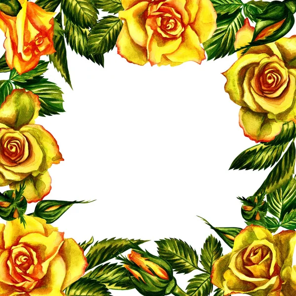 Růže žlutá akvarel rám na bílém pozadí. — Stock fotografie