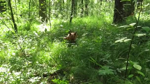 Vörös Hajú Korcs Kutya Játszik Egy Séta Fenyves Erdőben Érzelmek — Stock videók