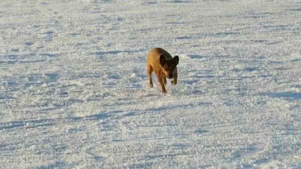 Červenovlasý Pes Ledě Zamrzlé Řeky Zimě Svět Domácích Zvířat Roční — Stock video