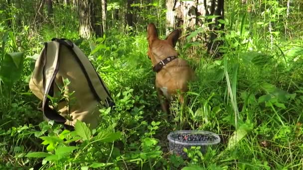 Vörös Hajú Korcs Kutya Egy Fenyőerdőben Védi Áfonyát Gyűjtött Tulajdonos — Stock videók