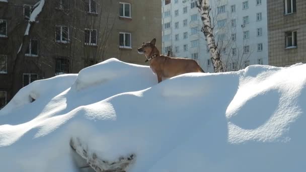 Rödhårig Blandras Hund Snödriva Gården Huset Promenad Vinter Solig Dag — Stockvideo