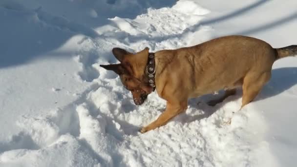 Red Haired Mongrel Dog Snowdrift Yard House Walk Winter Sunny — Stock Video