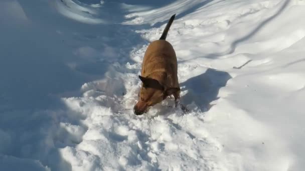 Red Haired Mongrel Dog Snowdrift Yard House Walk Winter Sunny — Stock Video