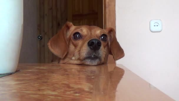 ホステスの手に座っている赤い犬の子犬の面白い銃口 ペットの愛と忠実性の概念 ペットの世話 犬4本足の友人 ペットとユーモア — ストック動画