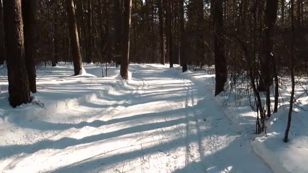 Сосновый Лес Зимой Закате Вершины Сосновых Деревьев Снегу Фоне Голубого — стоковое видео