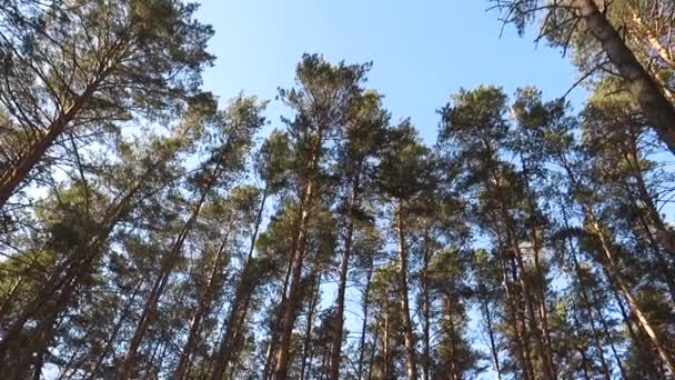 Forêt Pins Hiver Coucher Soleil Sommets Pins Dans Neige Contre — Video