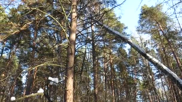 日没時の冬の松林 青い空に対する雪の中の松の木の上 ハイキングや自然旅行 アクティブなライフスタイル 森の中でのレクリエーション 冬の風景の概念 — ストック動画