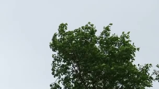 Las Ramas Los Árboles Follaje Verde Denso Oscilan Viento Sobre — Vídeos de Stock