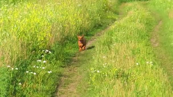Ein Roter Hund Der Rasse Dackel Läuft Einem Warmen Sommertag — Stockvideo