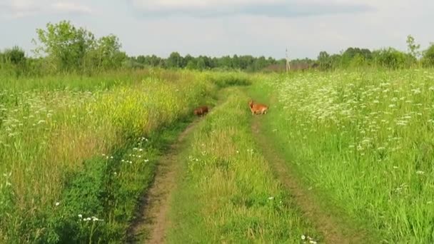 在温暖的夏日里 两只红狗在一片绿茵的草地上奔跑 这就是宠物的概念 狗是忠实的朋友 爱护动物 爱护动物 欣赏夏天的风景 和狗一起散步 — 图库视频影像