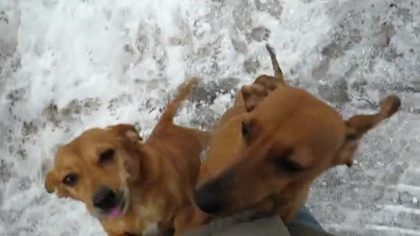 Dois Cães Cabelos Vermelhos Felizes Jovialmente Conhecer Seu Proprietário Amigo — Vídeo de Stock