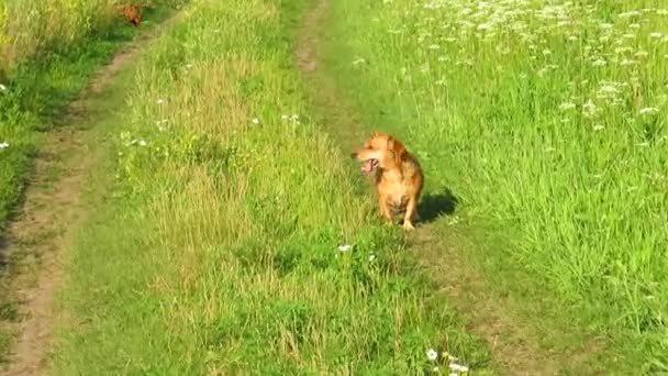 Две Маленькие Красные Собаки Прогулке Лугу Летний День Концепция Домашних — стоковое видео