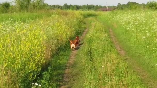 Dwa Czerwone Psy Biegają Zielonej Łące Ciepły Letni Dzień Koncepcja — Wideo stockowe