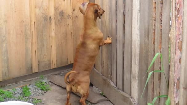 木製の柵で赤い犬のダックスフント 狩猟犬の品種 ペットの世界 犬はペットのための人 愛の友人です — ストック動画