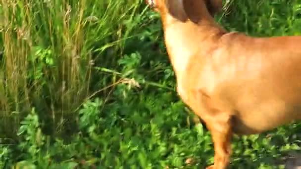 Cão Vermelho Raça Dachshund Corre Através Prado Verde Dia Quente — Vídeo de Stock