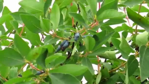 Rüzgarda Savrulan Yeşil Yapraklı Mavi Böğürtlenli Bir Hanımeli Dalı Yakın — Stok video