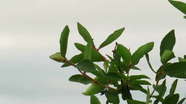 Une Branche Chèvrefeuille Lonicera Avec Des Baies Bleues Dans Les — Video