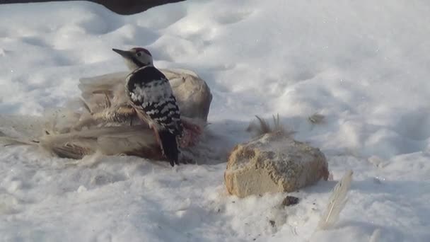 Grande Picchio Maculato Dendrocopos Alla Carcassa Congelata Uccello Morto Pane — Video Stock