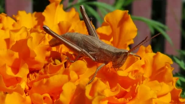 Gri Çekirge Turuncu Safran Çiçeğinin Üzerinde Yakın Plan Böcek Dünyası — Stok video