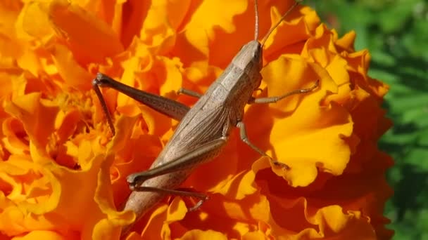 Серый Грассхоппер Цветке Апельсина Крупным Планом Мир Дикая Природа Западная — стоковое видео