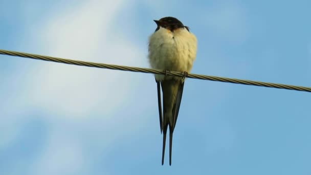 Red Breasted Swallow Hirundo Lucida Sits Metal Wire Sky Sunset — Stock Video