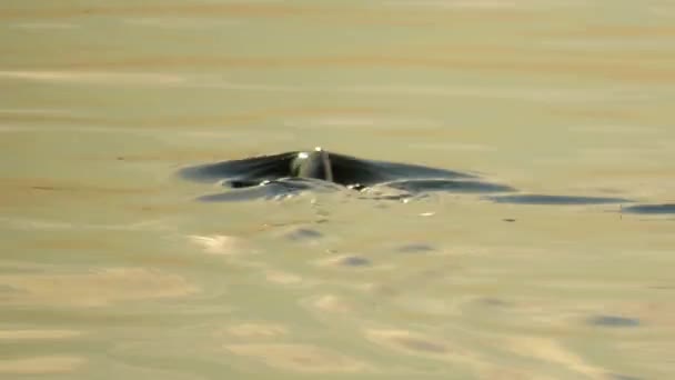 Der Rücken Mit Der Flosse Eines Großen Fisches Schwimmt Der — Stockvideo