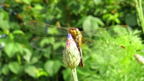 晴れた夏の日にコーンフラワーの芽にトンボ クローズアップ マクロ写真 環境保護コンセプト 動植物 昆虫界 — ストック動画