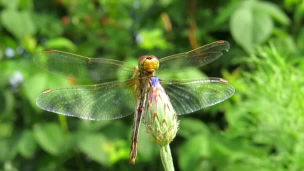 Dragonfly Cornflower Flower Bud Sunny Summer Day Close Macro Photography — Stock Video