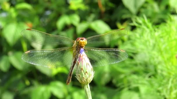 Libelle Auf Einer Kornblumenknospe Einem Sonnigen Sommertag Nahaufnahme Makrofotografie Umweltschutzkonzept — Stockvideo