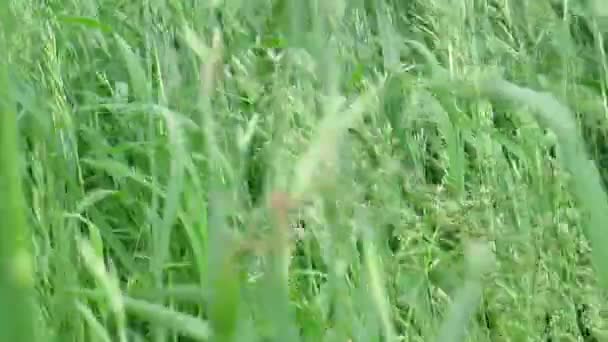 弱い風 夏の風景や背景 生態系の突風とフィールド内の緑の草のクローズアップの厚さ — ストック動画