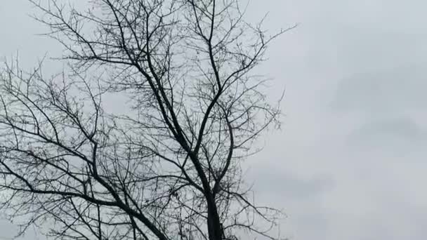 Branches Nues Pommier Sous Des Rafales Vent Froid Automne Contre — Video