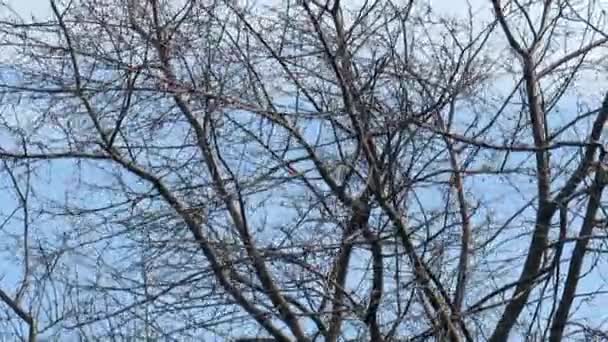 Branches Nues Pommier Sous Des Rafales Vent Froid Automne Contre — Video