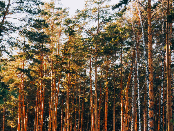 Pine forest in winter at sunset, the tops of pine trees in the snow against the blue sky, the concept of hiking and nature trips, active lifestyle, recreation in the forest, seasons, winter landscapes