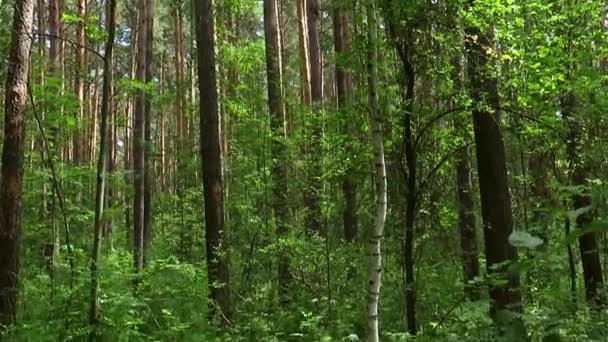 Fenyőerdő Koronák Egy Nyári Napon Szibériai Taiga Vegyes Erdő Szibériai — Stock videók