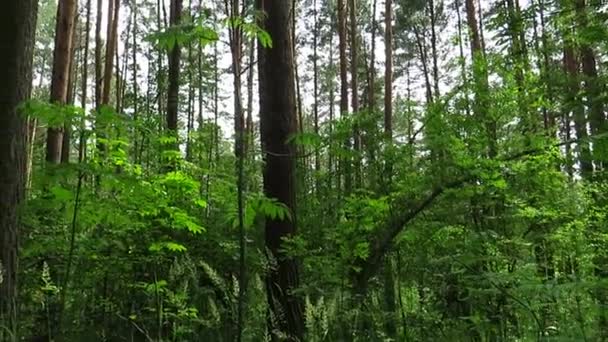 シベリアタイガの夏の日に松の森の冠 混合林 シベリアの夏の風景 生態学と環境の概念 — ストック動画