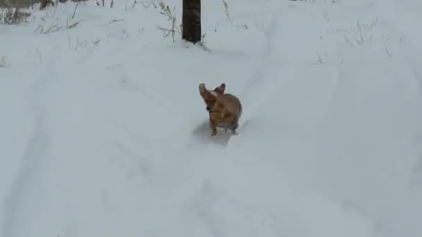 Springa Genom Snön Fältet Stygg Röd Hund Blandat Husdjur Tema — Stockvideo