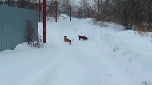 Två Busiga Röda Hundar Som Springer Genom Ett Snöfält Blandras — Stockvideo