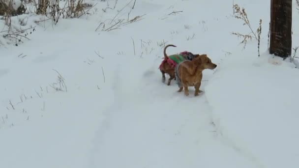 Two Mischievous Red Dogs Running Snowy Field Mongrel Dachshund Pet — Stock Video