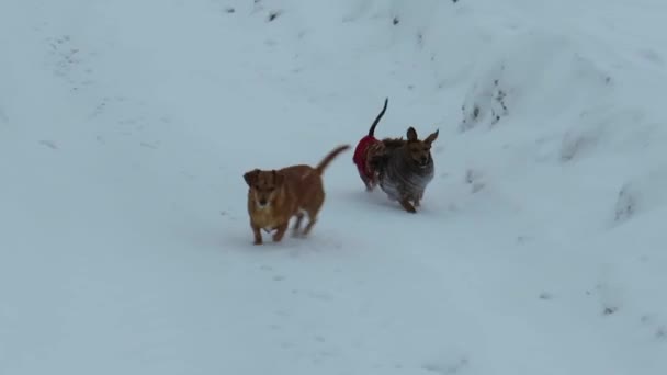 雪原を走る2匹のいたずらな赤い犬 モングレルとダックスフント ペットのテーマ 犬と自然の中での散歩 ペットへの愛とケア — ストック動画